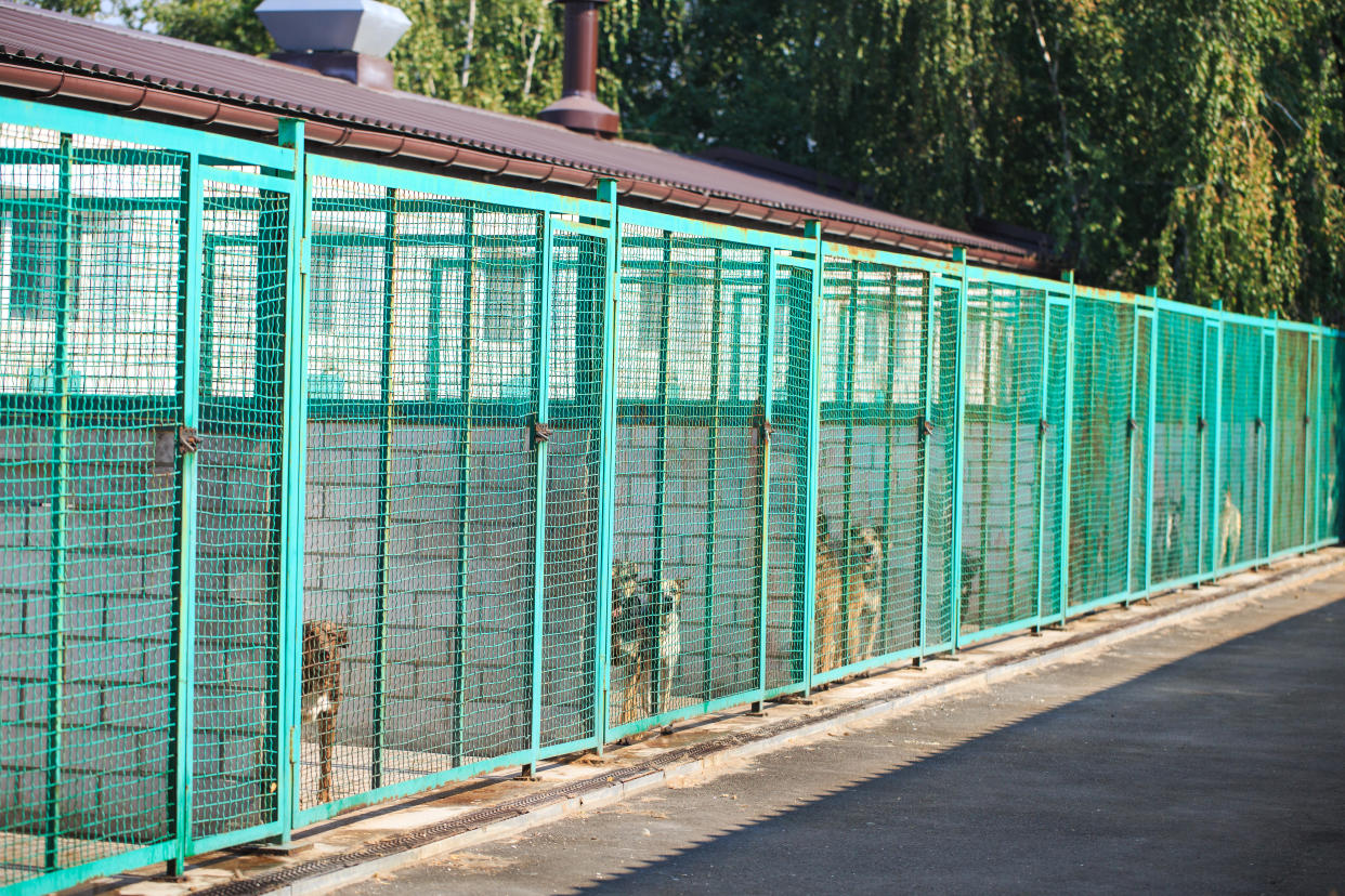 Ein Hund wurde aus dem Tierheim nach Hause geholt - und zeigte seinem neuen Frauchen gleich, was er davon hielt (Symbolbild: Getty Images)