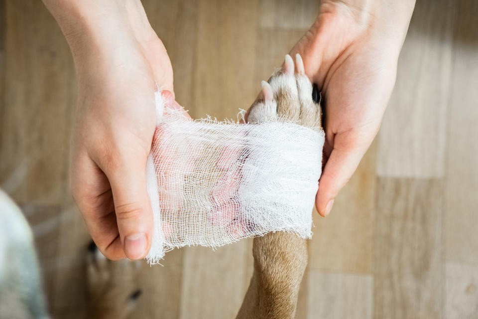 A person wrapping a dog's paw.