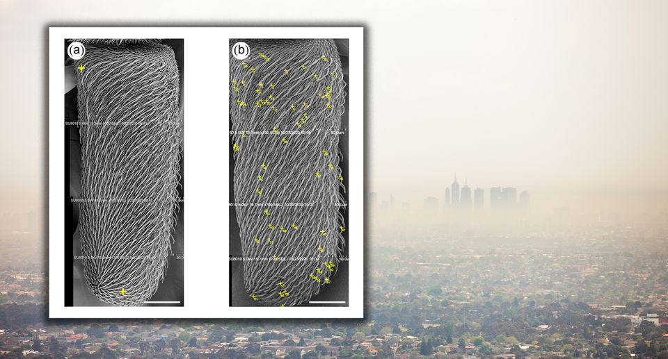 Foreground - microscope images of antennae. Background - polluted Sydney from a distance.