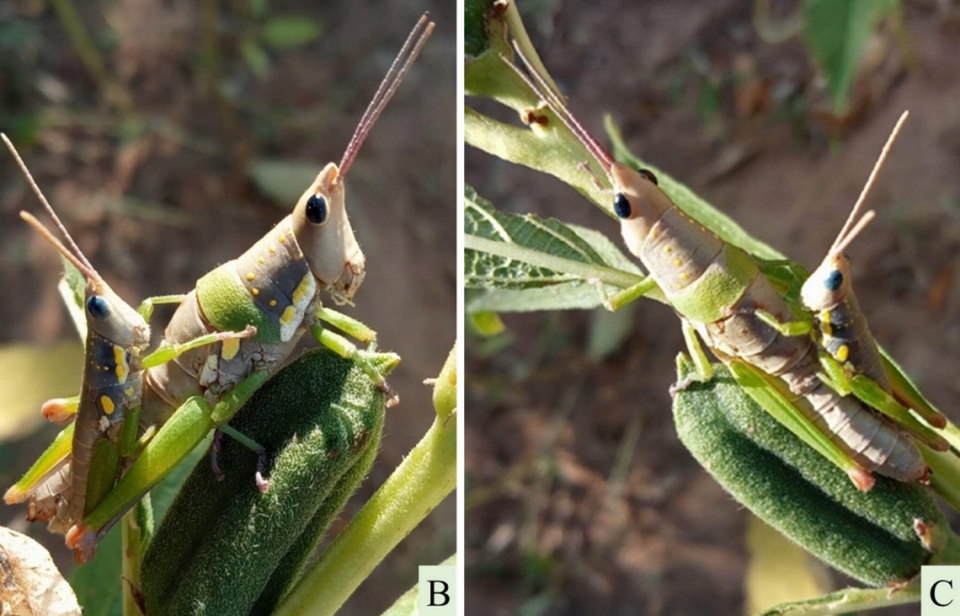 A pair of grasshoppers were seen mating on a sesame plant, scientists said. Photo by Mar Lar Kyaw via Kavee Sirichantakul and Zootaxa