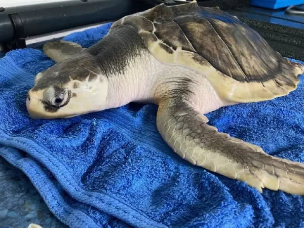 Two years after Tally, a Kemp’s Ridley sea turtle was spotted in Northern Wales, she is making her way back home to Texas.