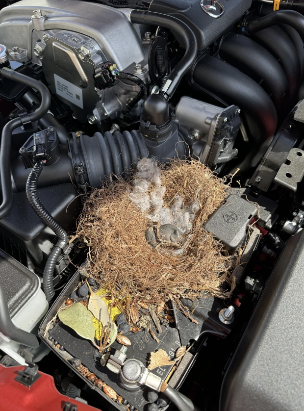 Bird's nest with eggs sits atop a car engine compartment, indicating surprising wildlife nesting in a vehicle