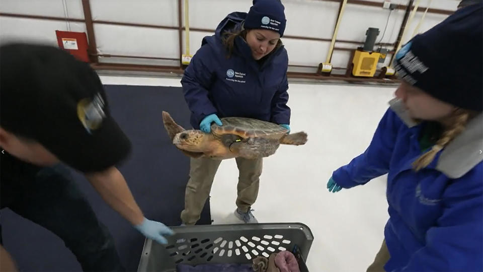 A rescued sea turtle at the New England Aquarium embarks on its unusual journey south.   / Credit: CBS News