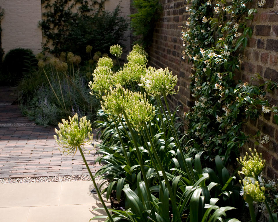 <p> Flower beds that work really well in north-facing gardens by adding a bright touch include the showy white globes of agapanthus. These balls of starry petals rise high on spiky stems to float above other flowers and add a strong vertical accent to your garden design. Whether planted in a drift or bursting up at random, these pretty spheres create an eye-catching feature in a north-facing garden that tend to be predominantly planted with green. </p> <p> &#x2018;There are plenty of solutions to create an inviting outdoor space in a north-facing garden,&#x2019; says John Wyer, CEO and lead designer at Bowles &amp; Wyer. &#x2018;When thinking about planting, choose species that will add form and texture, rather than color. If you go for a bold use of foliage, it will largely suit most shady plants. White-flowered plants are particularly suited to shady spaces and look good against a foil of dark foliage.&apos; </p> <p> In terms of paving, bricks or cobbles often work well, as they&#x2019;re less slippery underfoot and moss in the joints is often a positive addition. &#x2018;Installing a backyard lighting scheme will transform your garden after dusk too,&#x2019; suggests John, &#x2018;and accentuate the form and texture that you&#x2019;ve created.&#x2019; </p>