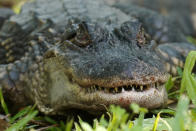 An alligator is seen on Avery Island, La., where Tabasco brand pepper sauce is made, Tuesday, April 27, 2021. The company has been brewing Tabasco Sauce since 1868 on Avery Island — the tip of a miles-deep column of salt — and now fills up to 700,000 bottles a day, selling them in 195 countries and territories. (AP Photo/Gerald Herbert)