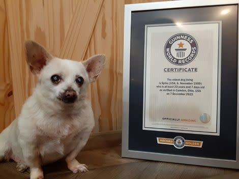 Spike, a 23-year-old Chihuahua living in Camden, Ohio, is the world's oldest living dog, according to Guinness World Records.