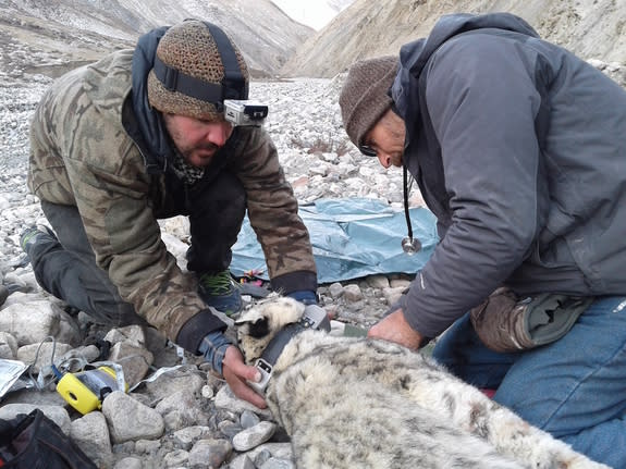 Shannon Kachel (left), University of Washington doctoral candidate, and Ric Berlinski (right), a veterinarian at Toledo Zoo, radio collar the first snow leopard in Kyrgyzstan