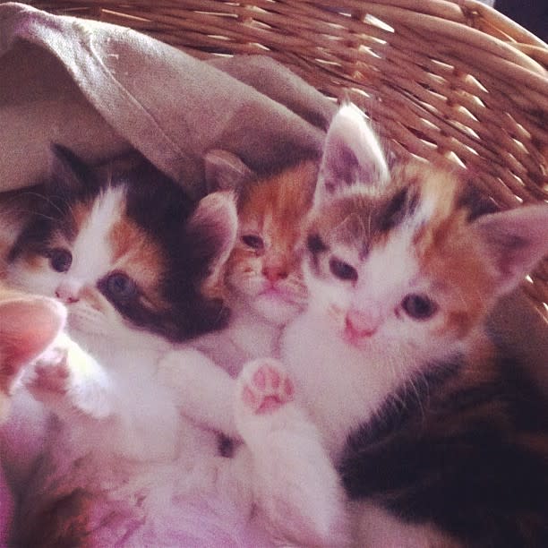 1. Basket! Of! Kitties!