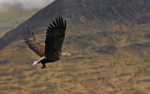 white-tailed eagles - Credit: istock