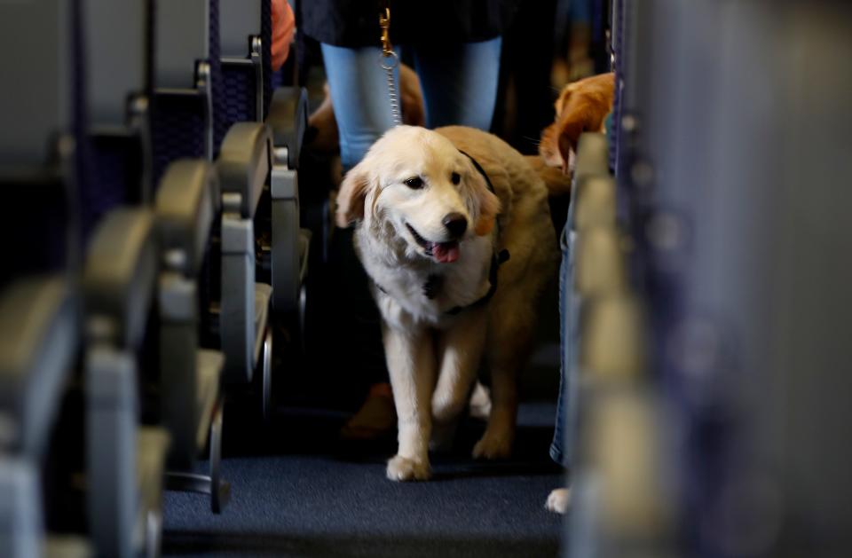 A service dog strolls through the isle inside a United Airlines plane at Newark Liberty International Airport while taking part of a training exercise April 1, 2017. Trainers took dogs through security check and onto a plane as part of the exercise put on by The Seeing Eye puppy program.