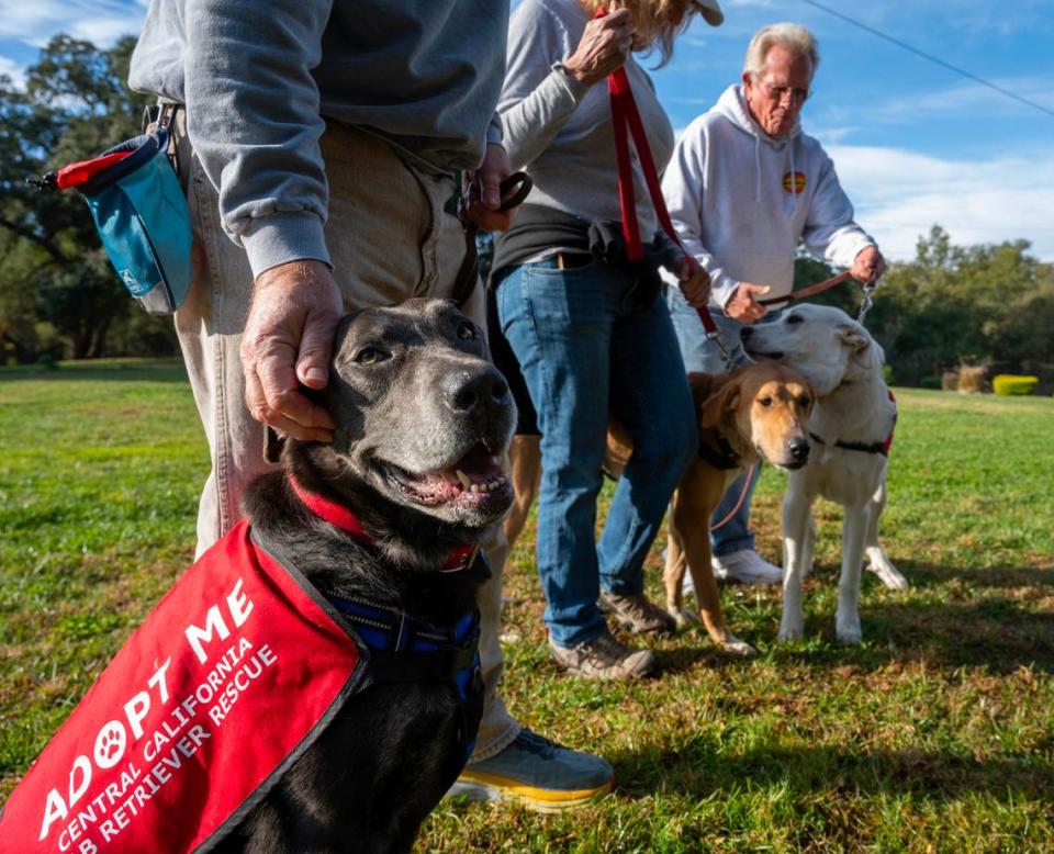 Rescued dogs Jack, left, Greer, and Cotton hang out with volunteers of the Central California Labrador Retriever Rescue on Nov. 22 in Granite Bay. The all-volunteer group is asking Book of Dreams for donations to care for and rehome their abandoned canines. Each dog receives needed vet care and is socialized in a foster home. Potential adopters are screened and pets are placed in new homes. José Luis Villegas/Special to The Bee