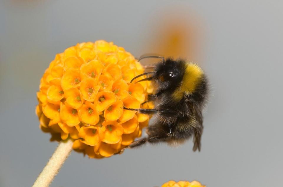 Colony collapse disorder is decimating bee hives across the world (Alamy Stock Photo)