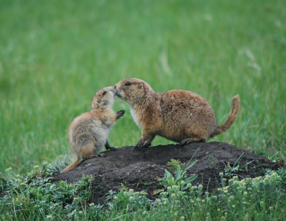 Kissing critters