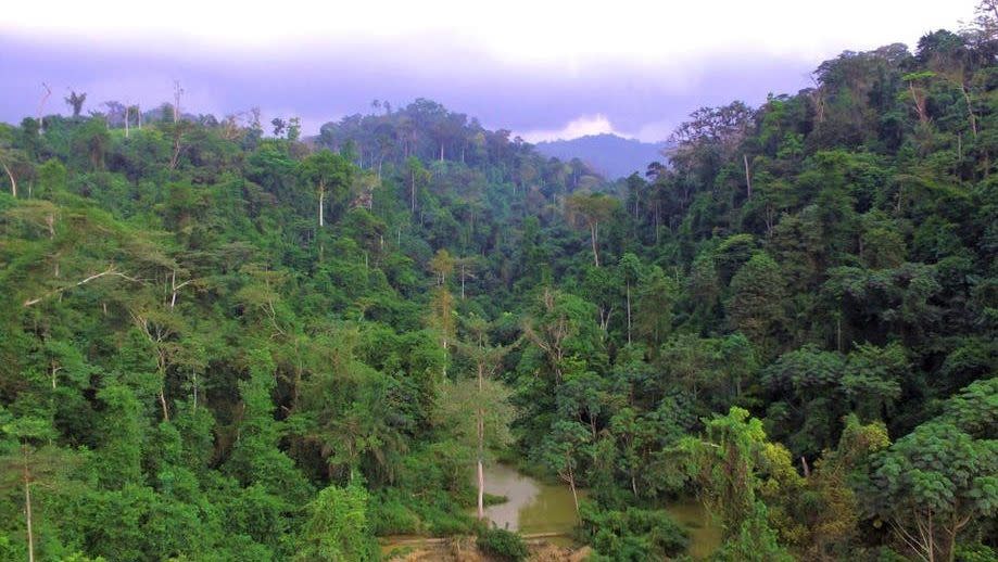 The Atewa Forest is at the heart of a conservation battle in Ghana. Arocha Ghana photo