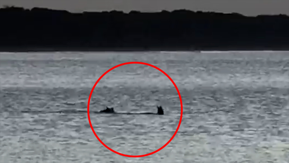 A red circle highlights a dog and kangaroo in the ocean in the distance.