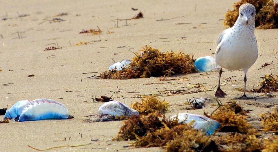 This bird gingerly stepping around a mass of man o’ wars that washed up along the Fort Lauderdale beach in this Feb. 2003 file phot is closer to the sea creatures than you ought to be if you come upon them on a South Florida beach. They sting.