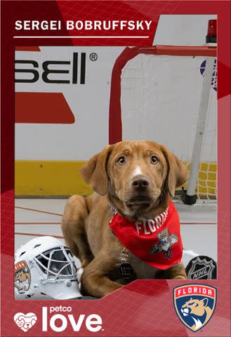 <p>NHL Images</p> Stanley Pup