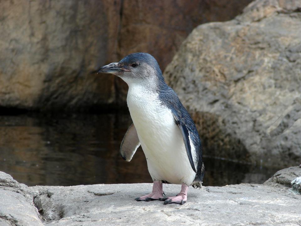 A little blue penguin stands on rocks.