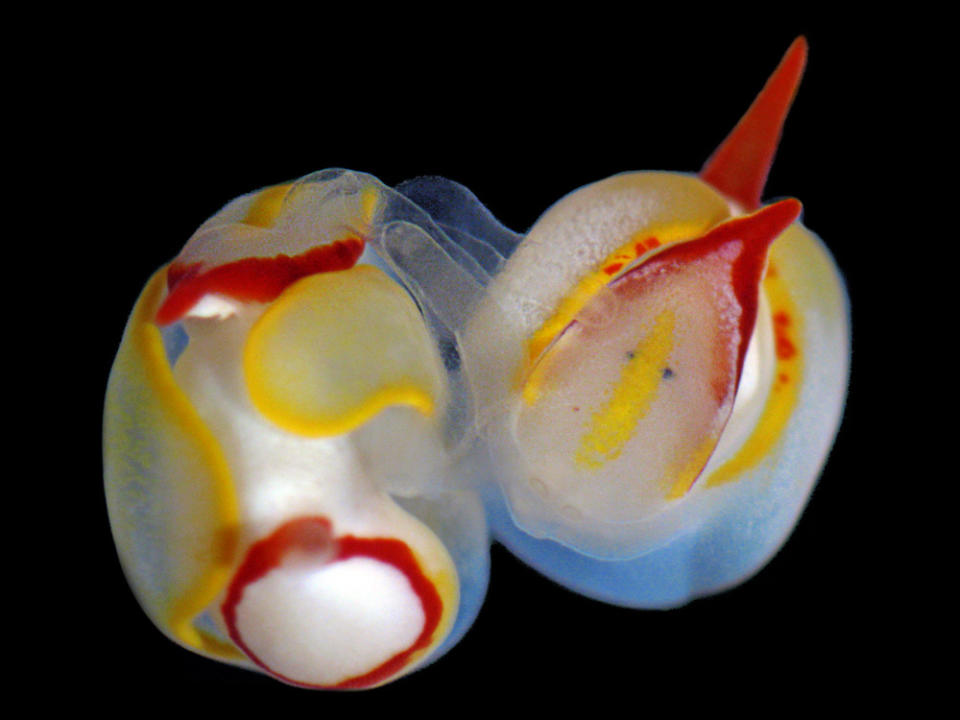 two white, yellow and red sea slugs mating against a dark background.