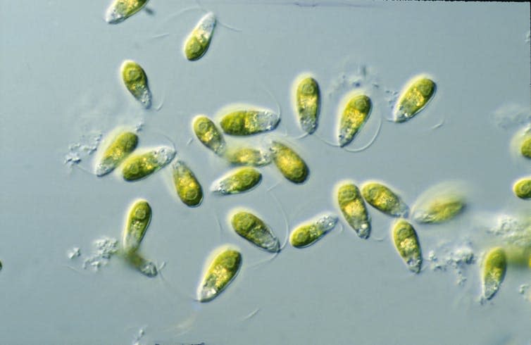 Yellow-green microorganisms