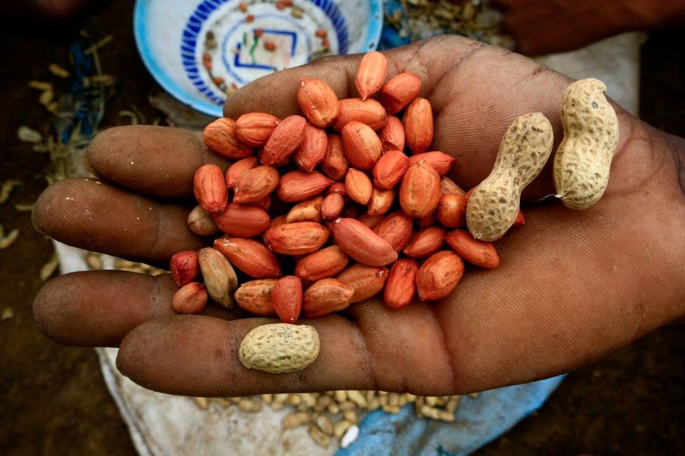 African crops like peanuts and okra became central to Southern cuisine. <a href="https://www.gettyimages.com/detail/news-photo/sudanese-farmer-displays-a-handful-of-peanuts-harvested-on-news-photo/1227995255?adppopup=true" rel="nofollow noopener" target="_blank" data-ylk="slk:Ashraf Shazly/AFP via Getty Images;elm:context_link;itc:0;sec:content-canvas" class="link ">Ashraf Shazly/AFP via Getty Images</a>