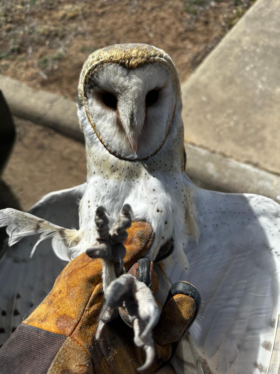 A barn owl was affected by the Windy Deuce fire and was in “pretty bad shape,” according to Facebook reports of the group.