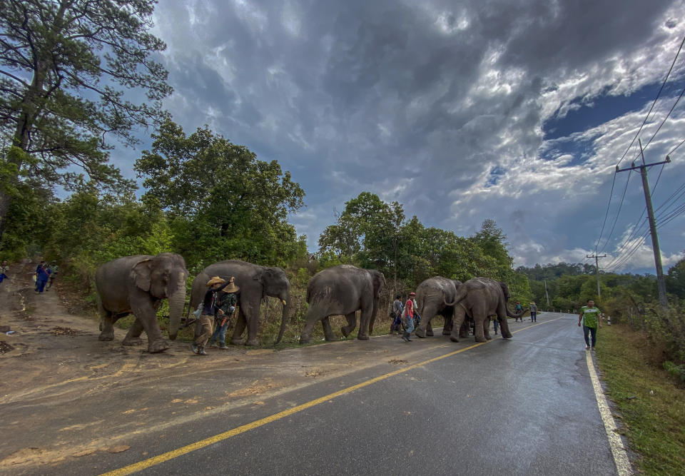 In this Thursday, April 30, 2020, photo provided by Save Elephant Foundation, a herd of 11 elephants are guided along a paved road during a 150-kilometer (93 mile) journey from Mae Wang to Ban Huay in northern Thailand. Save Elephant Foundation are helping elephants who have lost their jobs at sanctuary parks due to the lack of tourists from the coronavirus pandemic to return home to their natural habitats. (Save Elephant Foundation via AP)