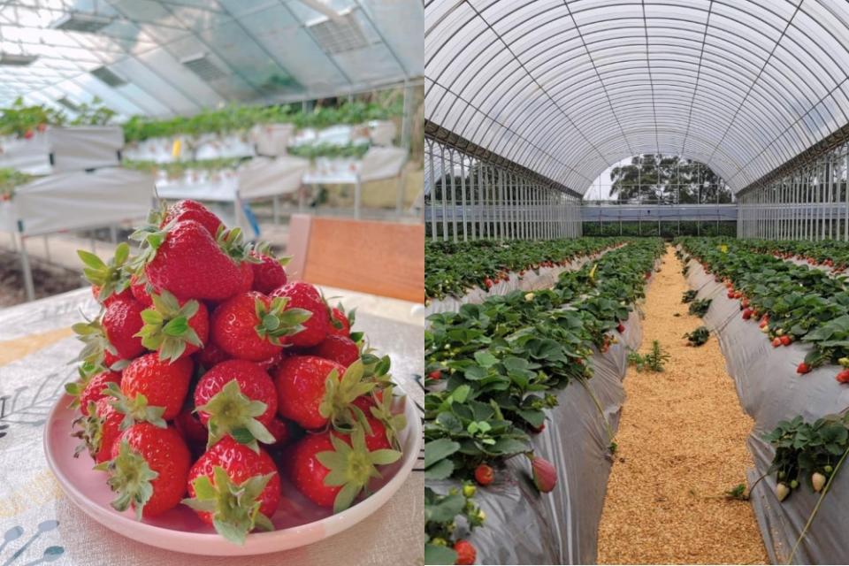 北台灣8大草莓園推薦：輕鬆採草莓、DIY草莓果醬、吃草莓舒芙蕾