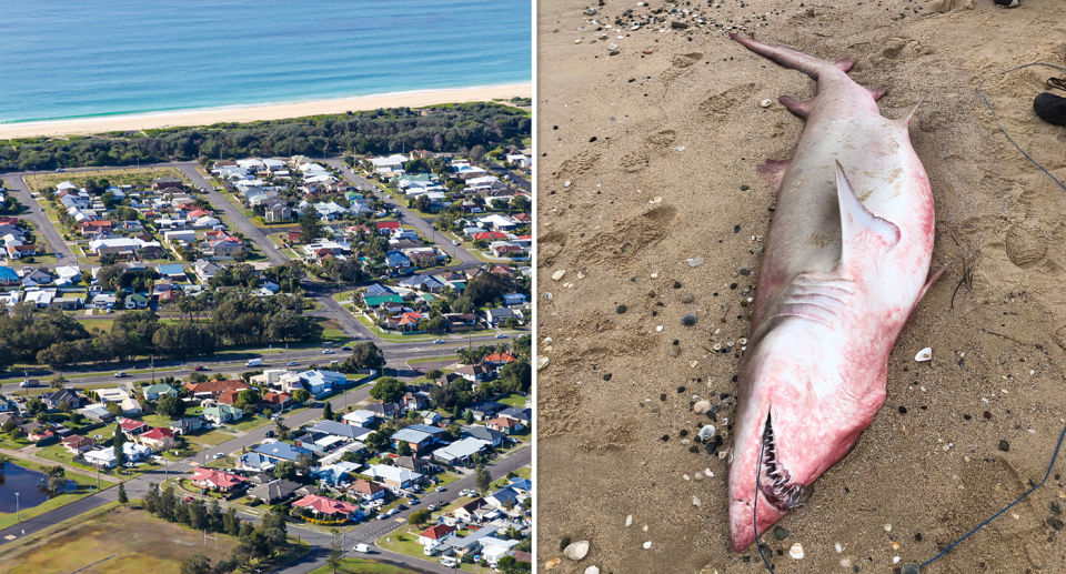 Critically endangered grey nurse sharks have been found dead at Blacksmiths Beach. Source: Getty / DPI