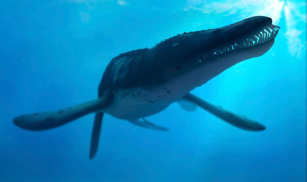 The large, carnivorous pliosaurs were part of a genus of extinct reptiles called Plesiosaurus.