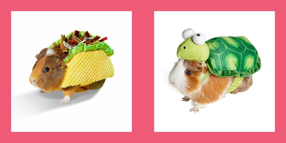 All the Best Guinea Pig Costumes for Celebrating Halloween in Style