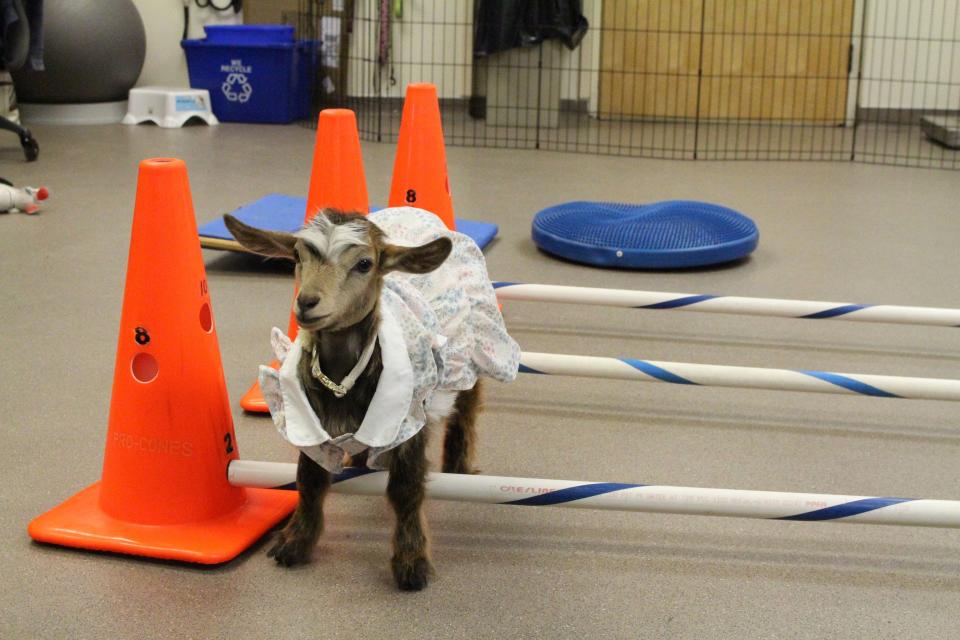 Daisy Mae, a goat that had a rare bone infection, on May 5 visits UF" Large Animal Hospital for a physical therapy appointment.