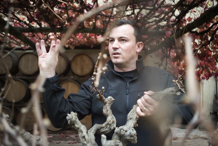 RJ Botha looks through a bush vine on the Kleine Zalze estate on May 15, 2015, in Stellenbosch, about 50 km from Cape Town