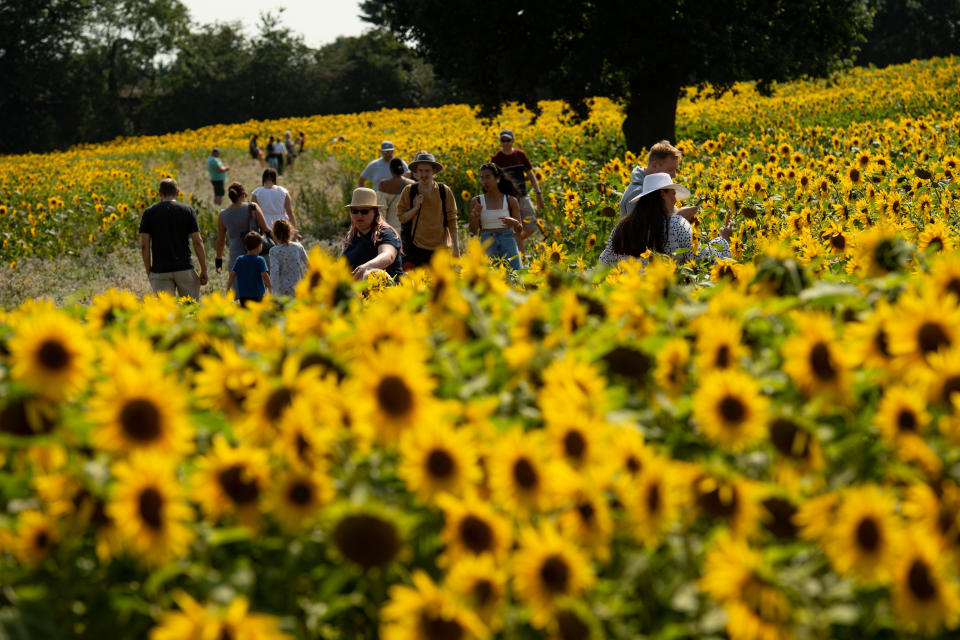 A small group of people walk around the sunflower fields at Becketts Farm, Birmingham.
