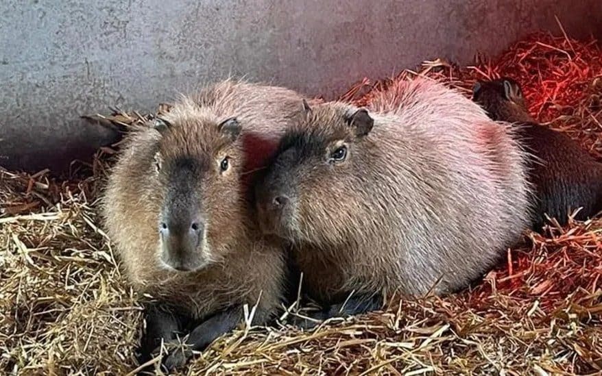 The two large rodents huddle together on straw