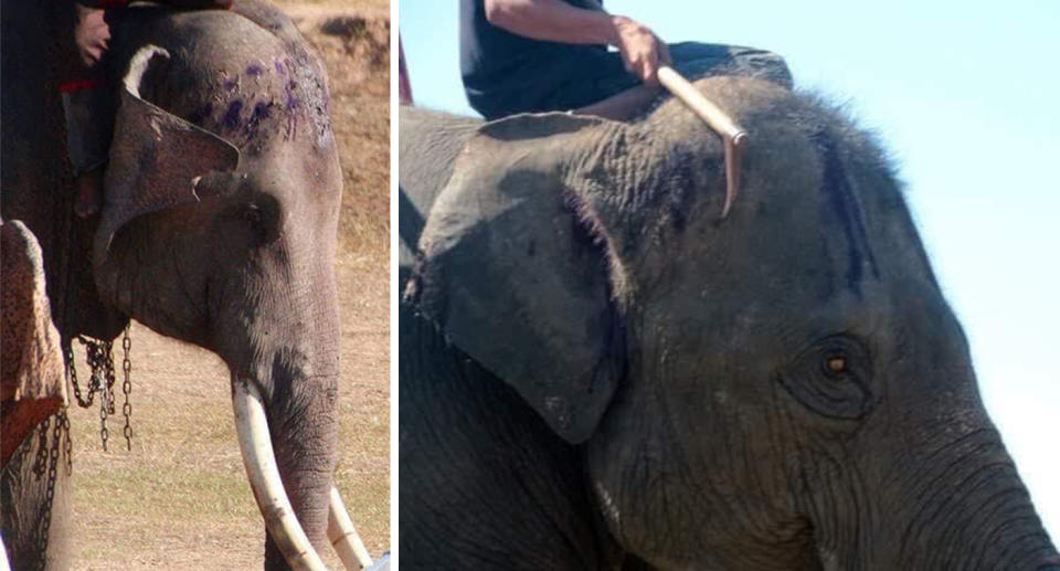 Elephants are seen with horrific wounds on their heads and bodies. Source: abang da balik / Twitter