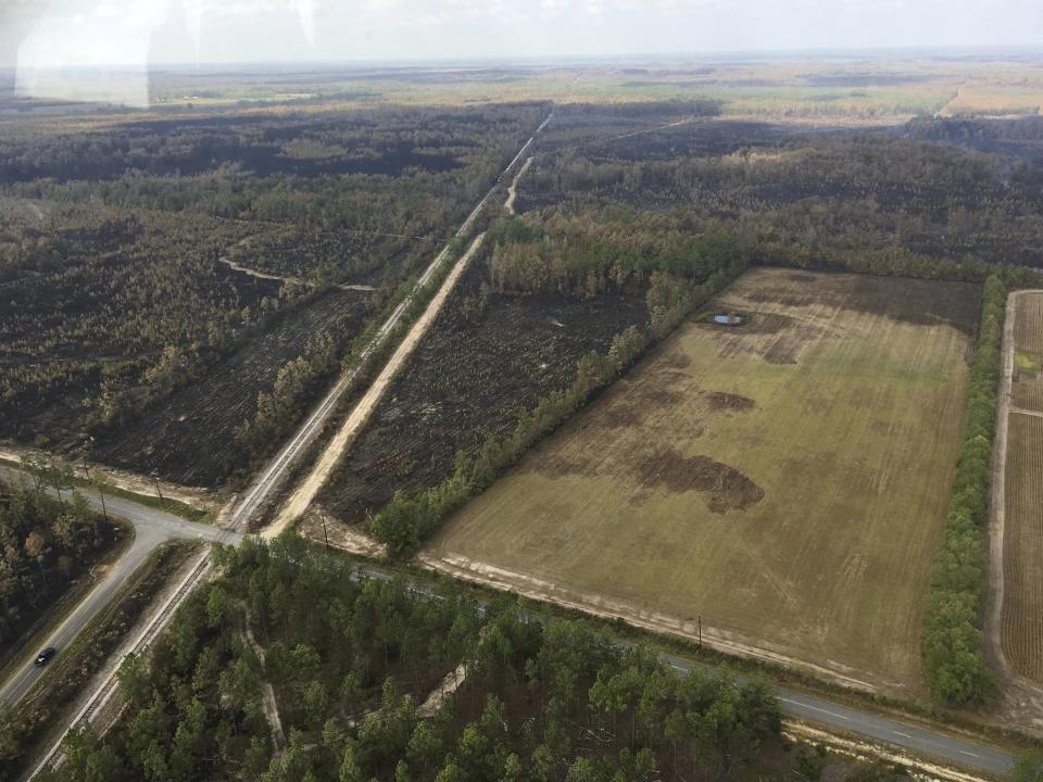 This photo provided by Louisiana Department of Agriculture and Forestry shows scorched woodlands near Merryville, La., at the Tiger Island Fire on Wednesday, Aug., 30, 2023. (Alison Coons/Louisiana Department of Agriculture and Forestry via AP)