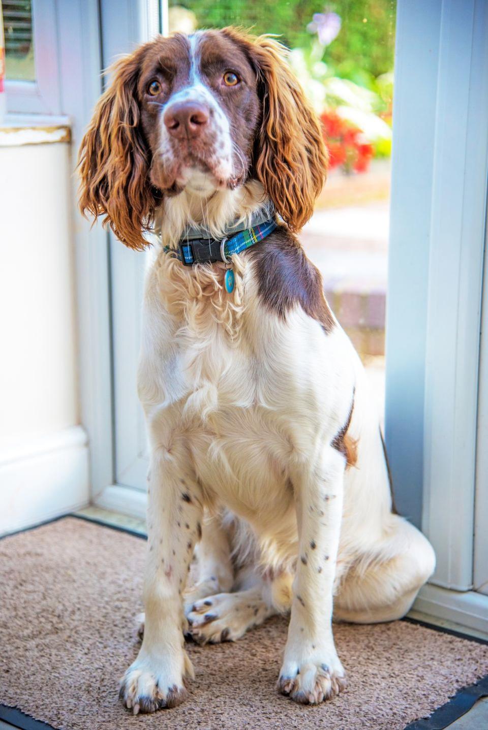 Springer Spaniel