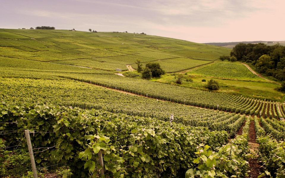 The champagne grape harvest began on 13 August this year - Peretti 