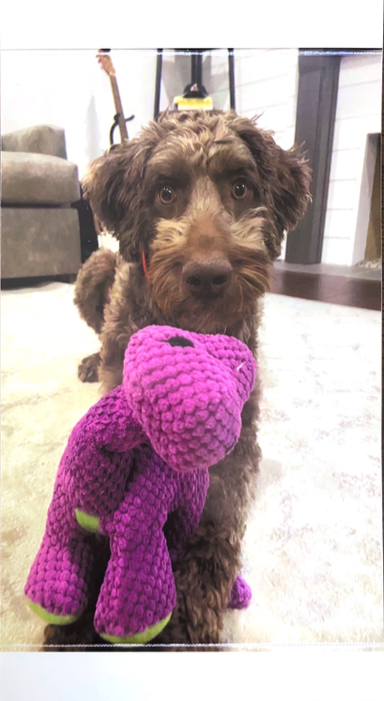 scanned photo of dog with purple toy from HP sprocket plus photo phone printer