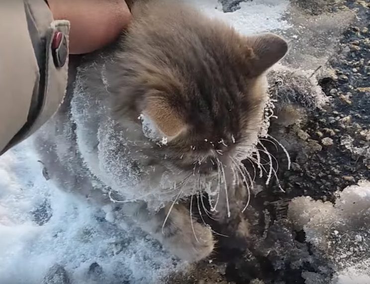 A cat whose paws got frozen to the ground had a lucky escape after it was rescued by a couple