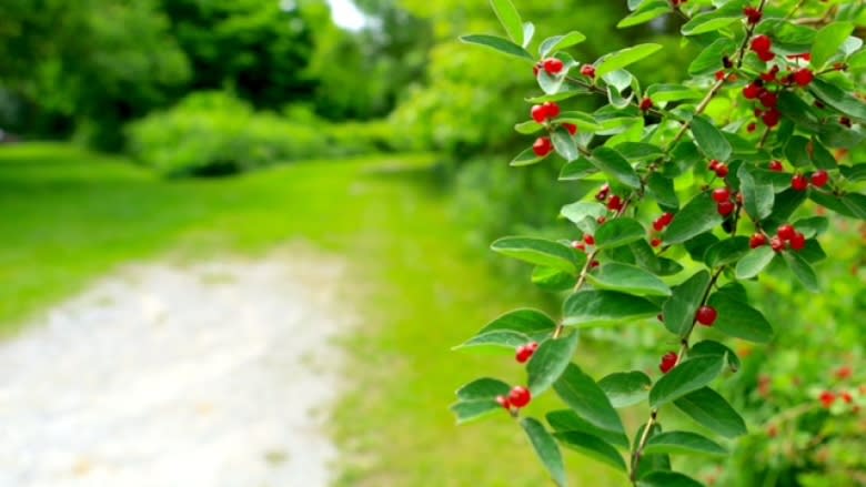 Who should use this 100-year-old Scarborough road? Not trucks, says resident