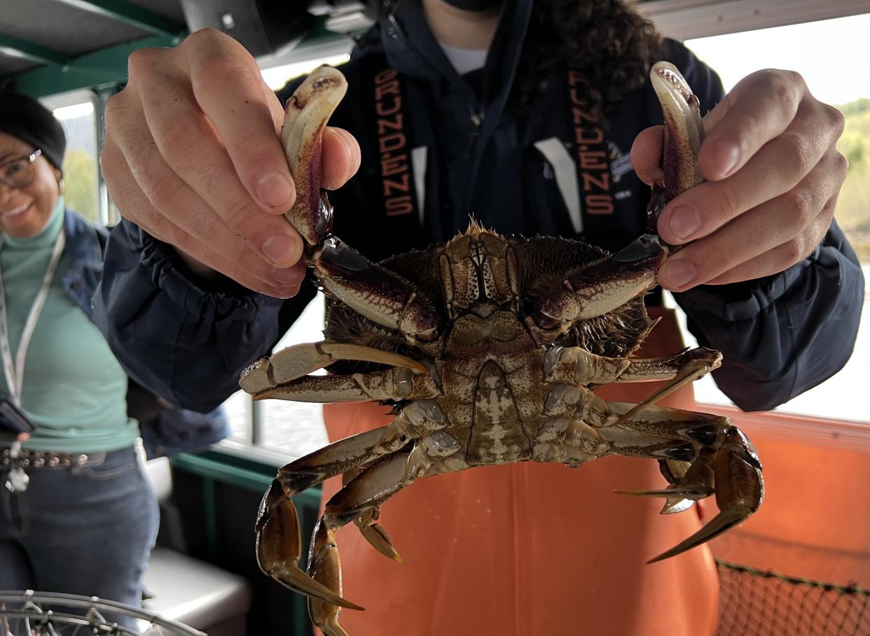 On our excursion in Ketchikan, we learned how Dungeness crab is caught, and got up close and personal with the crabs before returning to a lodge for a crab feast. (Photo: Terri Peters)