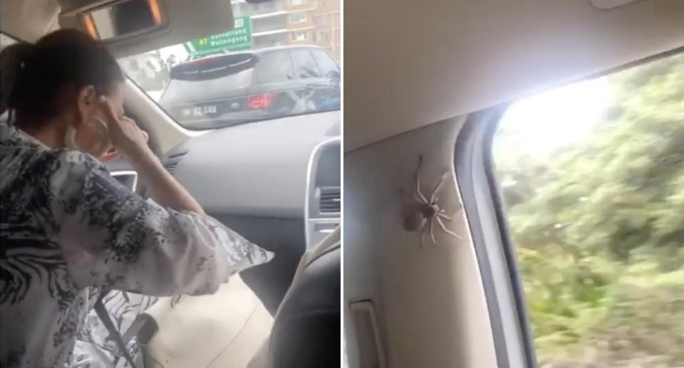 A woman screaming and holding her eyes as a huntsman crawls around inside a moving car.
