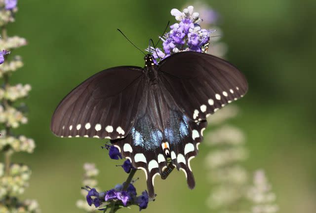 John Flannery / Flickr / CC BY-ND 2.0 Spicebush swallowtail butterfly