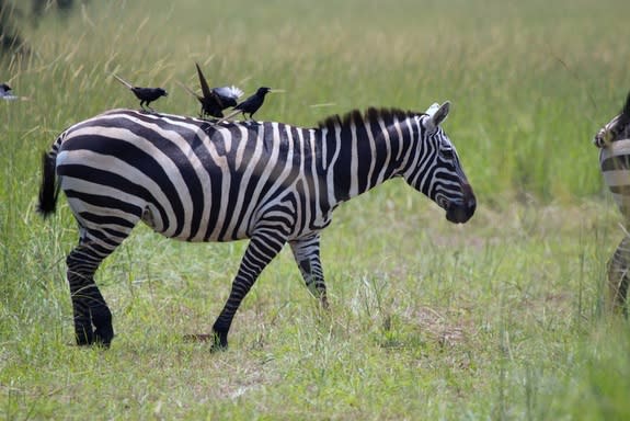 Be Smart, How the Zebra Really Got Its Stripes?