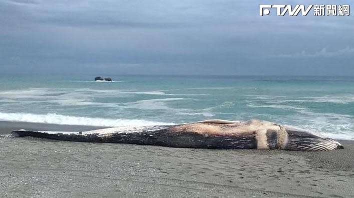 一頭藍鯨魚被發現死在台東長濱海灘，胸部有疑似漁具的繩索。（圖／成大海洋生物暨鯨豚研究中心臉書）