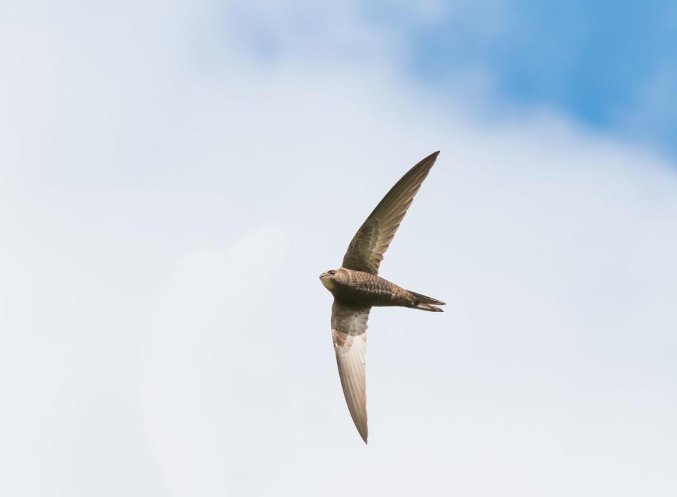 45) The Alpine Swift can spend six months in flight nonstop