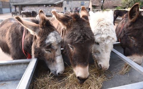 Demand for e-jiao endangers the world's 44 million donkeys - Credit: Jay Williams