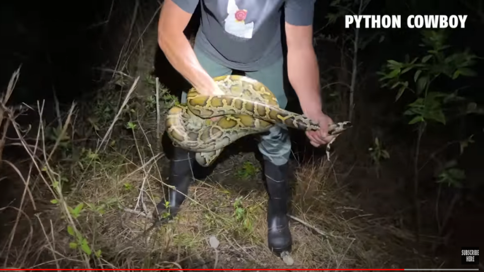 Un hombre que probó suerte al tratar de atrapar a una de las pitones birmanas que han invadido a la Florida, aprendió una dura lección cuando la enorme serpiente se le enredó en la muñeca y comenzó a apretarlo.